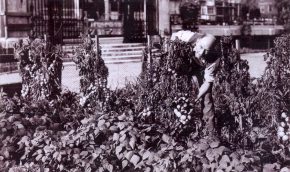 7-Allotment-in-IT-garden-1944-2