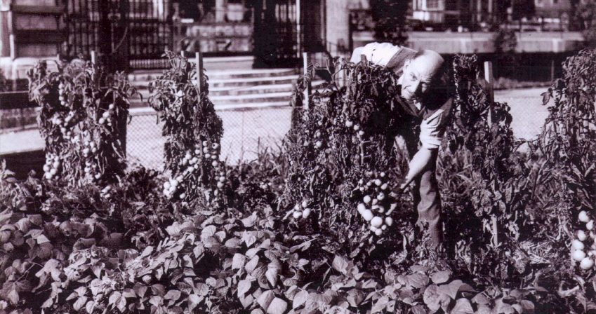 7-Allotment-in-IT-garden-1944-2