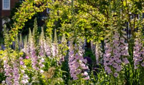 12-Foxgloves-in-late-May