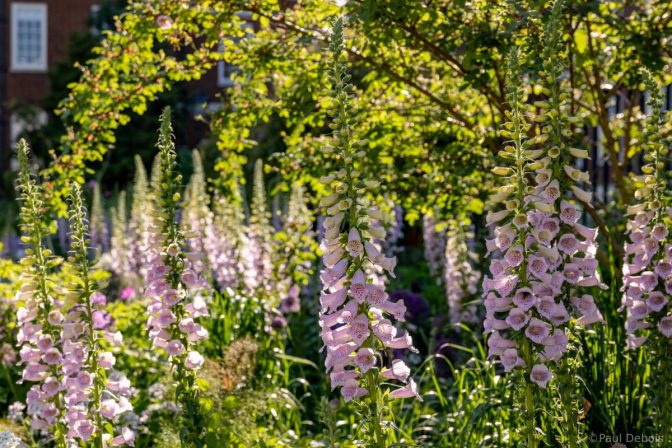 12-Foxgloves-in-late-May