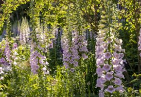 Digitalis ‘Camelot Lavander’, The Inner Temple Garden, Paul Debois