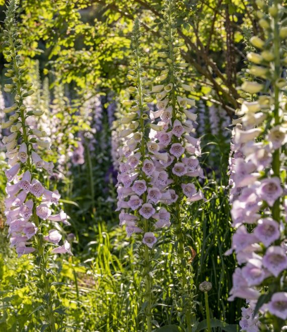 Digitalis ‘Camelot Lavander’, The Inner Temple Garden, Paul Debois