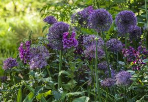 Allium ‘Universe’ and Allium christophii, The Inner Temple Garden – Claire Takacst