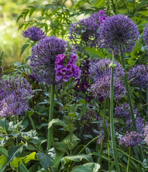 Allium ‘Universe’ and Allium christophii, The Inner Temple Garden – Claire Takacst