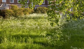 banked meadow in late spring, showing pollinator friendly planting. Tree foliage in foreground