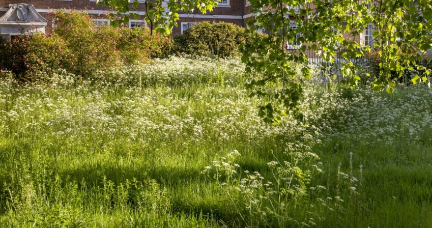 banked meadow in late spring, showing pollinator friendly planting. Tree foliage in foreground