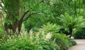 view of woodland garden, with a conifer tree, a variety of ferns and a range of foliage plants with white flowering perennials in the foreground