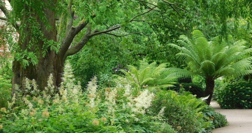 view of woodland garden, with a conifer tree, a variety of ferns and a range of foliage plants with white flowering perennials in the foreground