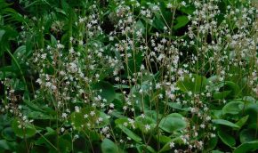 Saxifragra in the Pond Garden