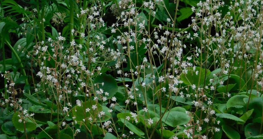 Saxifragra in the Pond Garden