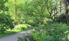Shady border in late spring