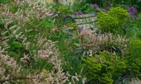 Tamarix in the Longborder