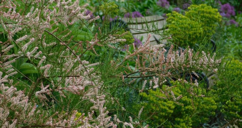 Tamarix in the Longborder