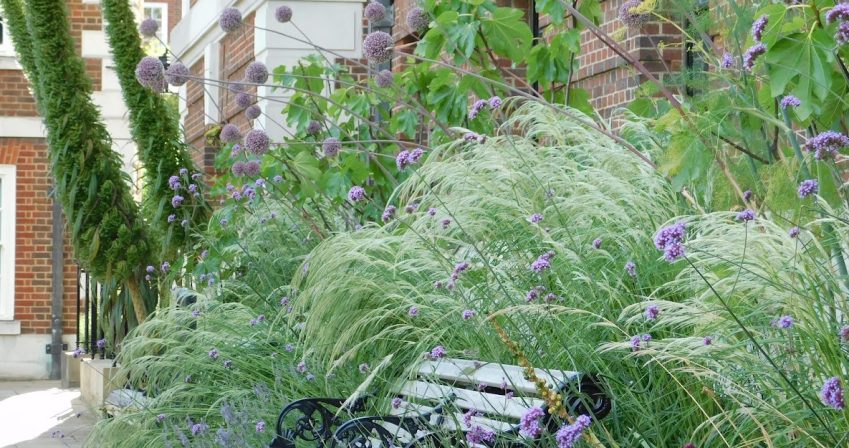 Stipa ichu and Allium ‘Summer Drummer’ at Hall