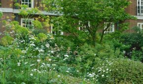 The Liriodendron border in late spring