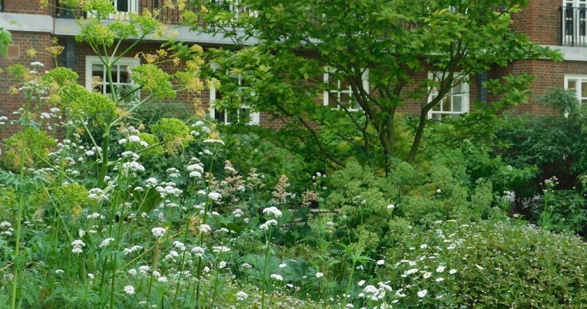 The Liriodendron border in late spring