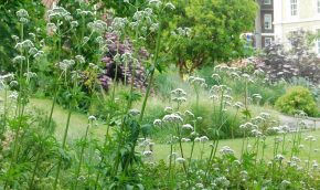 Valeriana officinalis in the Liriodendron border
