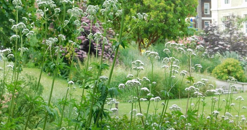 Valeriana officinalis in the Liriodendron border