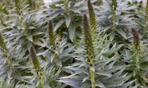 Echium candicans – copyright Paul Debois