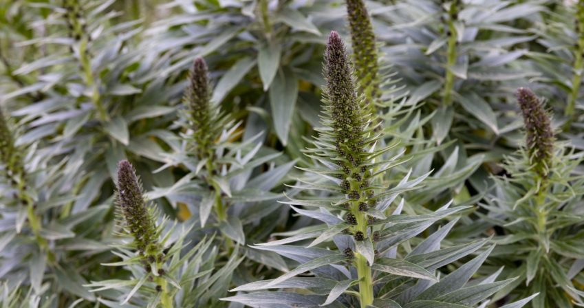 Echium candicans – copyright Paul Debois