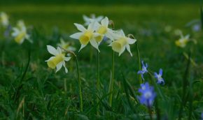 2. Narcissus ‘Elka’