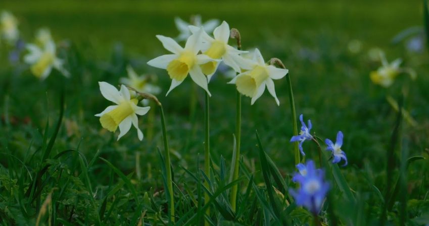 2. Narcissus ‘Elka’