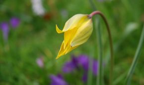yellow tulip with purple flowers in the background