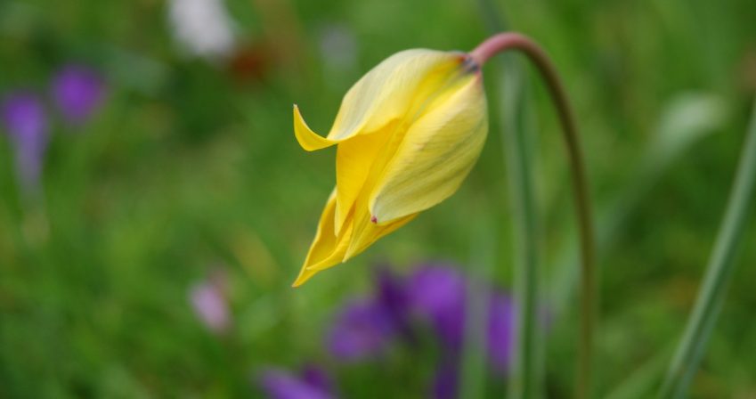 yellow tulip with purple flowers in the background