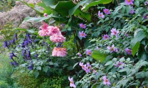 Dahlia australis in the Highborder