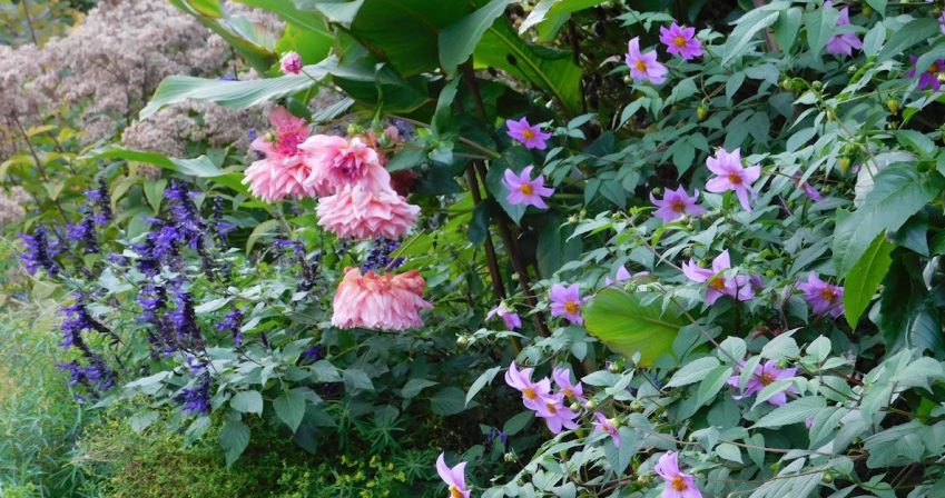 Dahlia australis in the Highborder