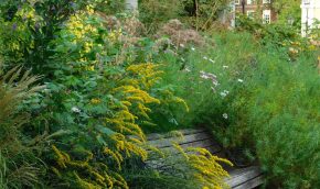 Solidago in the Highborer
