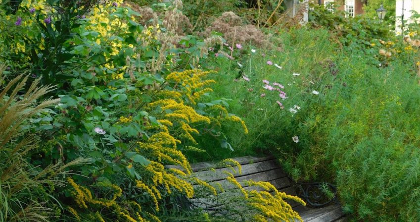 Solidago in the Highborer