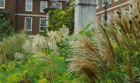 Grasses in the Highborder in late summer