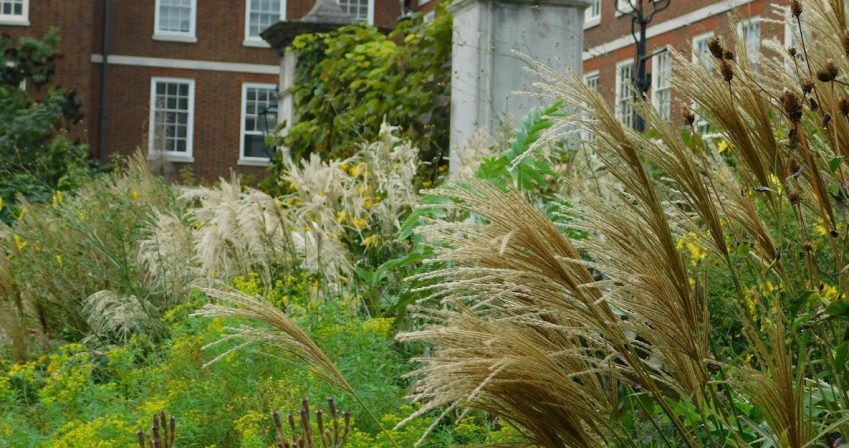 Grasses in the Highborder in late summer