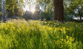 Smyrnium and cow parsley under the planes – copyright Paul Debois