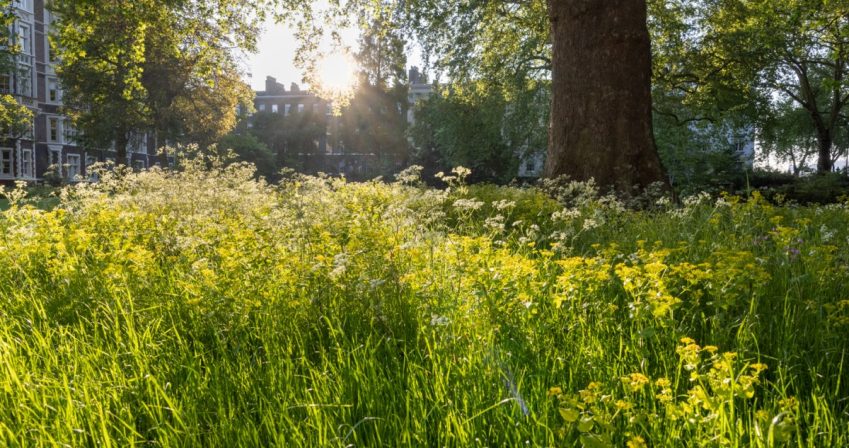 Smyrnium and cow parsley under the planes – copyright Paul Debois