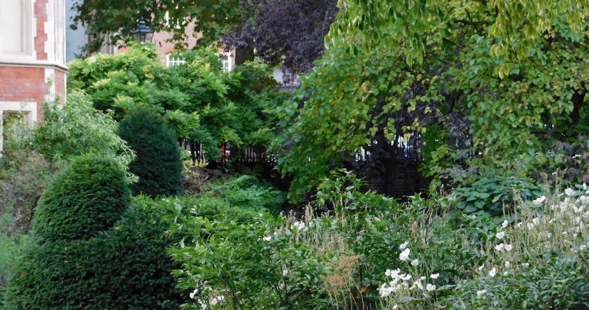 Woodland garden in autumn