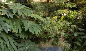 Fuchsia boliviana in shady planter – copyright Paul Debois