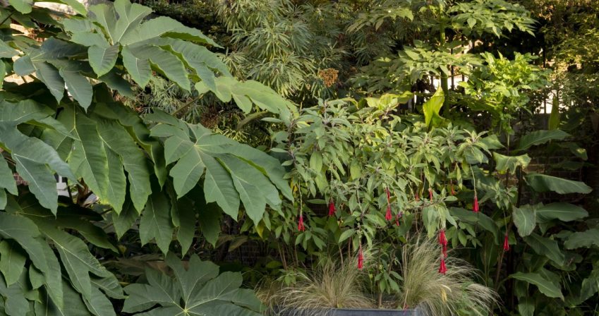 Fuchsia boliviana in shady planter – copyright Paul Debois