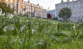 Fritillaria meleagris in the meadow – copyright Paul Debois