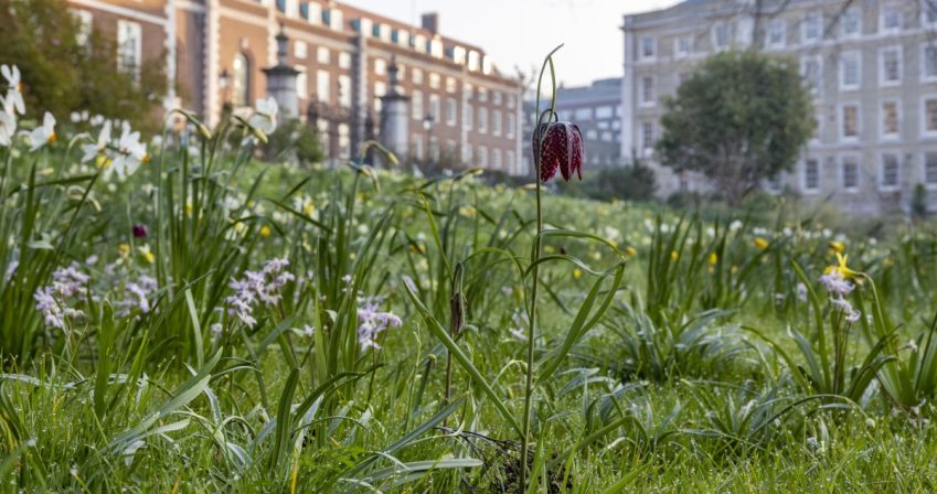 Fritillaria meleagris in the meadow – copyright Paul Debois