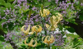 Thalictrum and Lilium