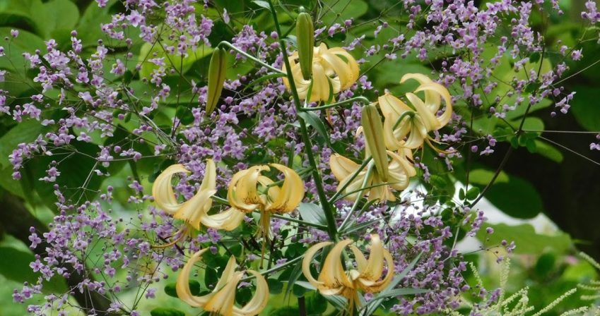 Thalictrum and Lilium