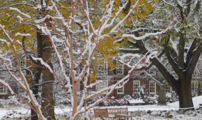 Acer Phoenix and Gingko biloba in the snow