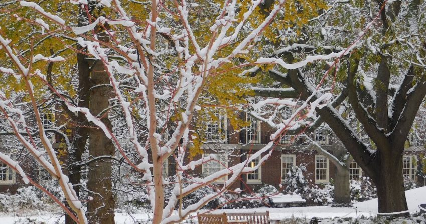 Acer Phoenix and Gingko biloba in the snow
