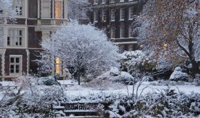 The garden in the snow