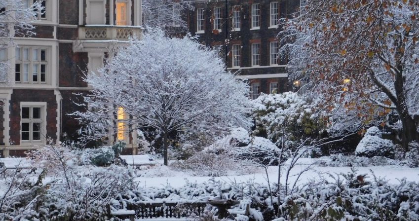 The garden in the snow