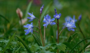 Scilla