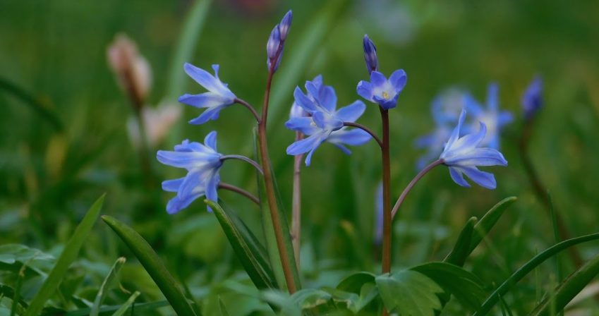 Scilla