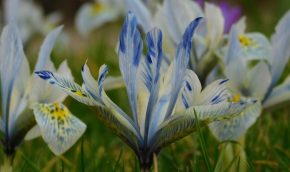 Iris ‘Katharine Hodgkin’